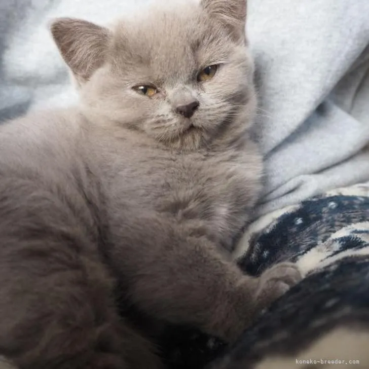 ID:2212-01276の子猫