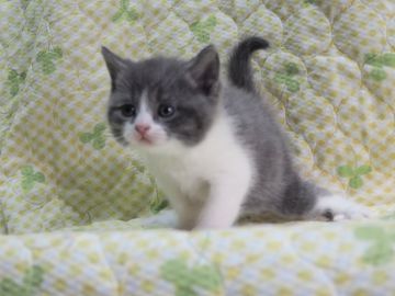 ブリティッシュショートヘア【三重県・男の子・2019年9月12日・ブルー&ホワイト】の写真「5にゃん兄弟の三男」