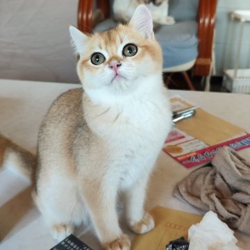 ブリティッシュショートヘア【三重県・男の子・2024年5月28日・ゴールデン シェル（ショートヘア）】の写真「優しい男の子です😃当日のお迎えできますよ」