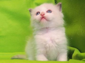 ラグドール【三重県・男の子・2020年10月16日・ブルーポイント バイカラー（セミロングの男の子）】の写真「可愛い男の子です　綺麗なカラー」