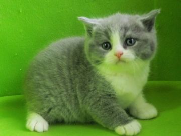 ブリティッシュショートヘア【三重県・男の子・2021年1月31日・ブルーホワイトの八割れちゃん（淡いブルーホワイト.）】の写真「可愛い男の子です。」