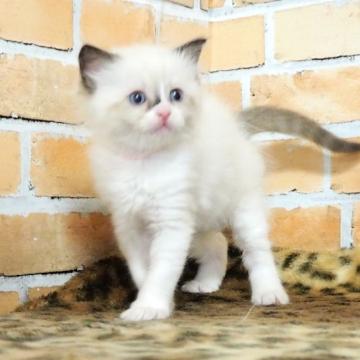 ラグドール【三重県・女の子・2022年10月4日・シールポイント バイカラー（長毛）】の写真「両親、遺伝子検査クリア」