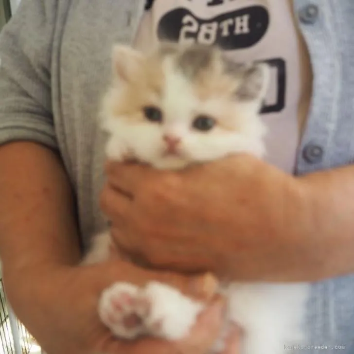 ID：2211-01335の子猫