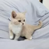 ブリティッシュショートヘア【三重県・男の子・2024年10月11日・クリームタビー&ホワイト】の写真2