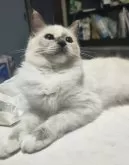ラグドール【三重県・女の子・2024年5月31日・ブルーポイント】の写真2「健康優良児😊」
