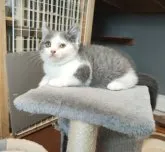 ブリティッシュショートヘア【三重県・男の子・2023年4月28日・ブルー/ホワイト】の写真2