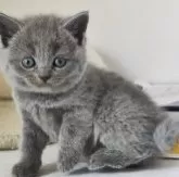 ブリティッシュショートヘア【三重県・女の子・2024年3月5日・ブルー】の写真2