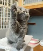 ブリティッシュショートヘア【三重県・男の子・2023年5月4日・ブルー】の写真2