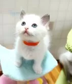 ラグドール【三重県・女の子・2024年5月31日・ブルーポイントバイカラー】の写真3