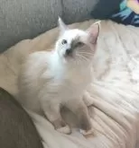 ラグドール【三重県・女の子・2024年5月31日・ブルーポイント】の写真3