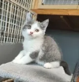 ブリティッシュショートヘア【三重県・男の子・2023年4月28日・ブルー/ホワイト】の写真3