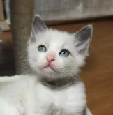 ラグドール【三重県・男の子・2023年10月15日・シールポイント バイカラー】の写真4