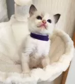 ラグドール【三重県・男の子・2024年5月21日・シールポイントバイカラー】の写真4