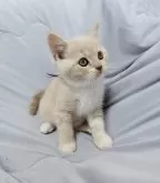 ブリティッシュショートヘア【三重県・男の子・2024年10月11日・クリームタビー&ホワイト】の写真4