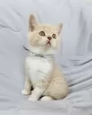 ブリティッシュショートヘア【三重県・男の子・2024年10月11日・クリームタビー&ホワイト】の写真5