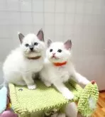 ラグドール【三重県・女の子・2024年5月31日・ブルーポイントバイカラー】の写真5