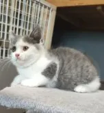 ブリティッシュショートヘア【三重県・男の子・2023年4月28日・ブルー/ホワイト】の写真5