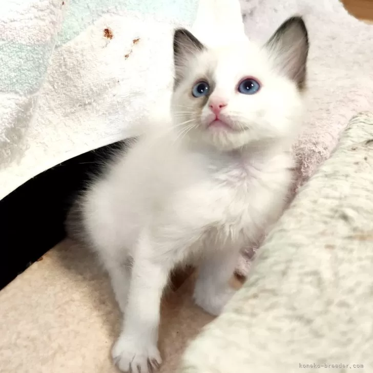 ID：2503-02917の子猫