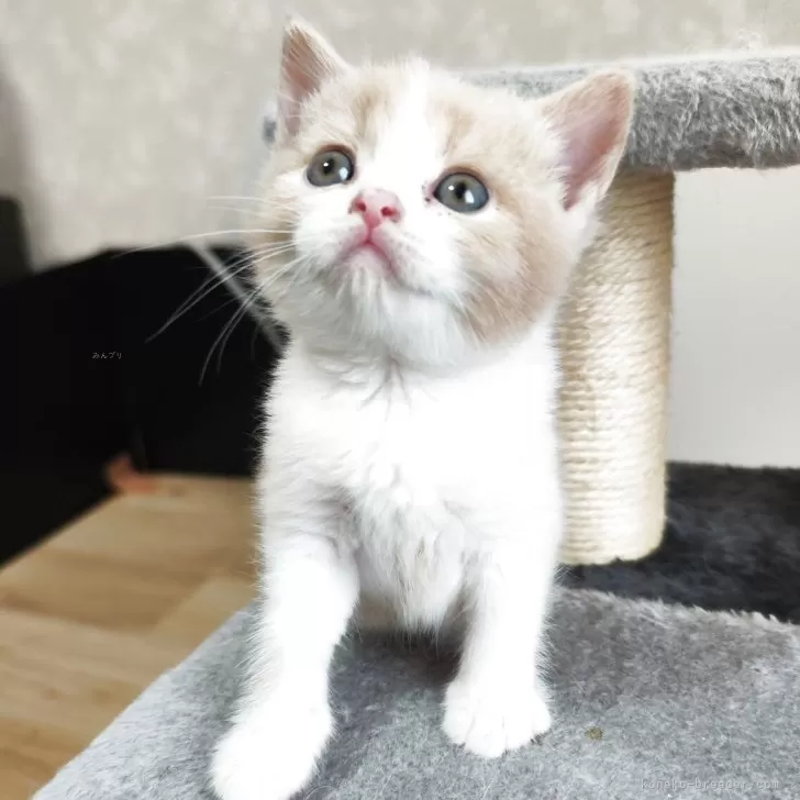 ID：2508-02550の子猫