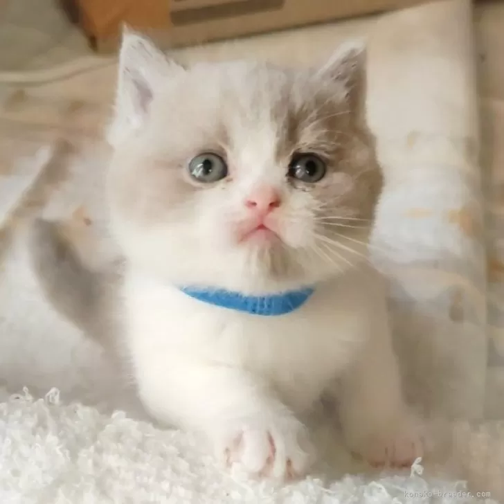 ID:2501-00181の子猫