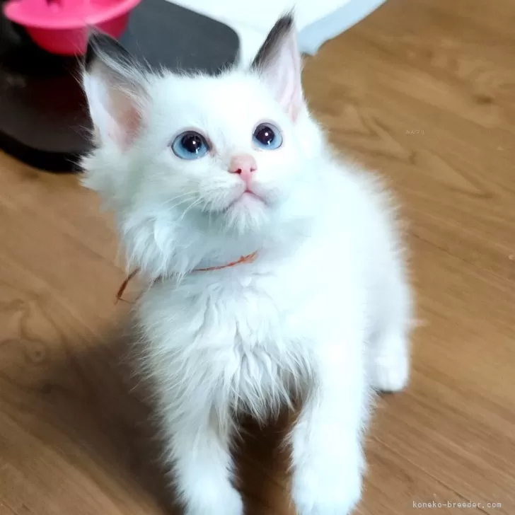 ID：2502-01076の子猫