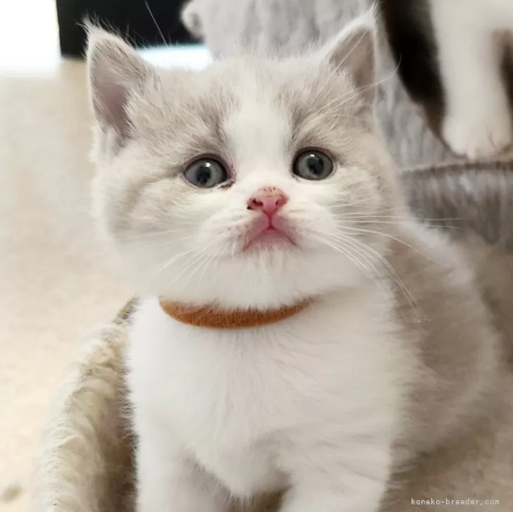 ID：2412-02394の子猫