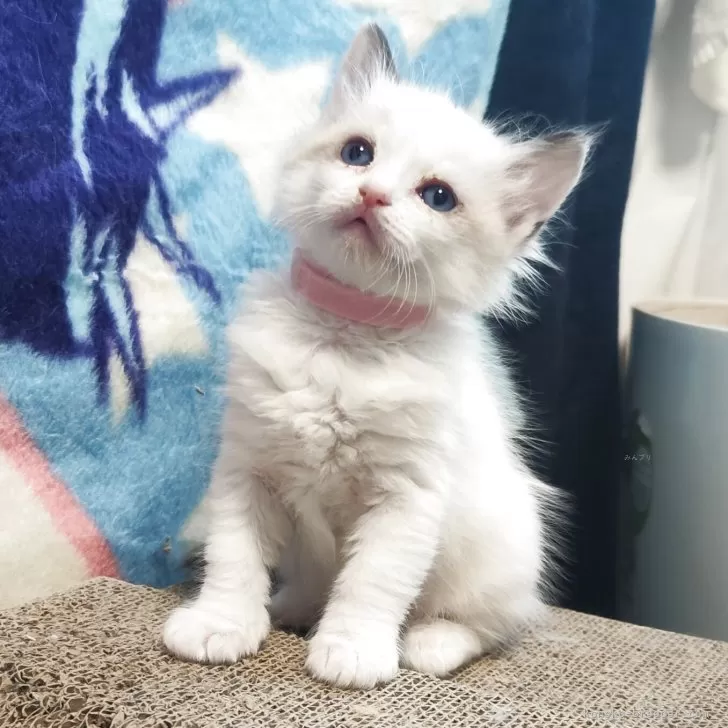 ラグドール【三重県・女の子・2025年11月18日・シールーポイントバイカラー】の写真1