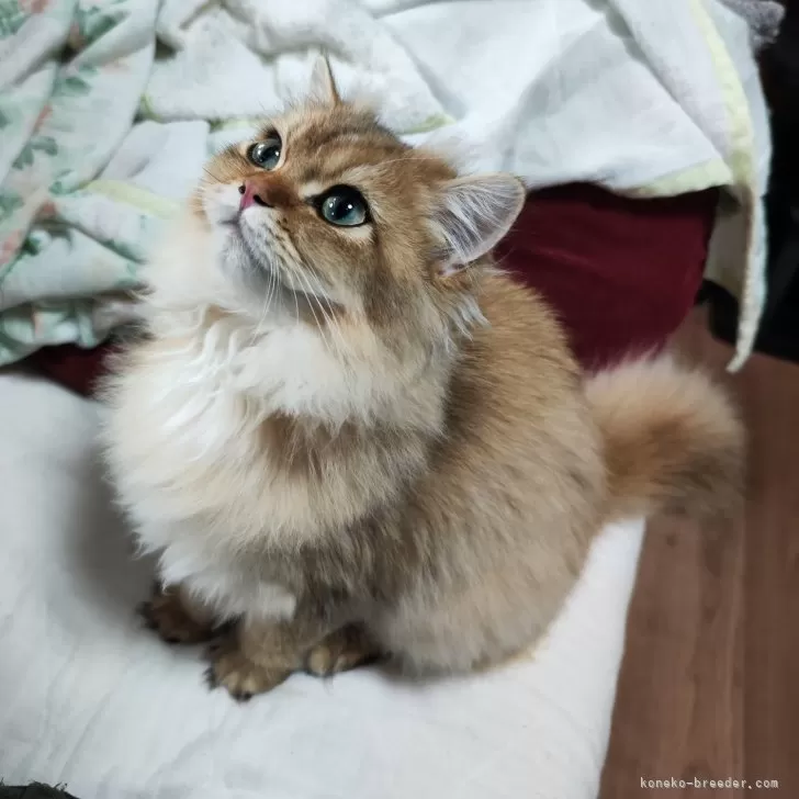 ID:2408-00123の子猫