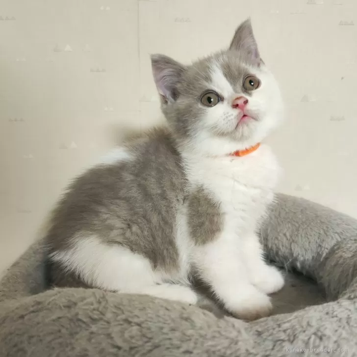 ID：2501-00179の子猫