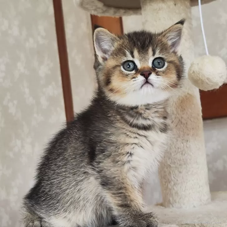ID:2412-02578の子猫