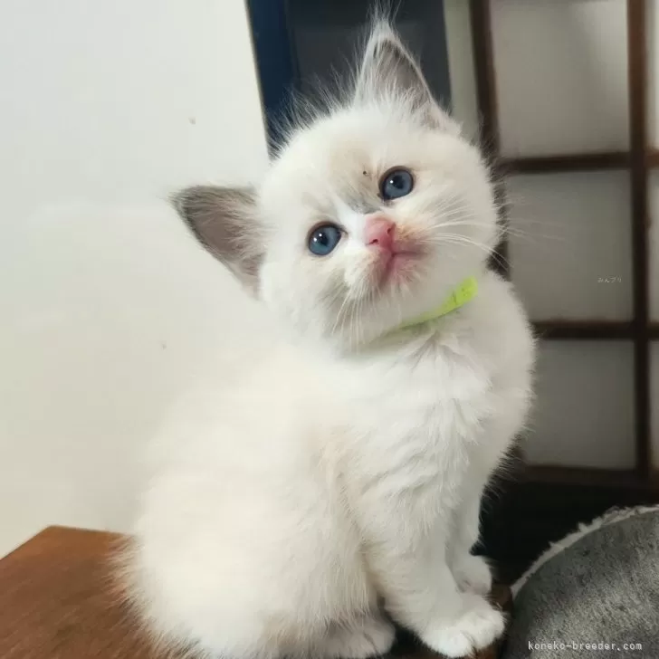 ID:2412-02382の子猫