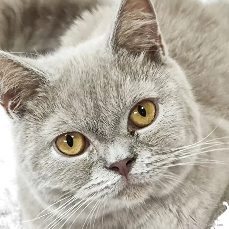 ID：2508-03018の子猫