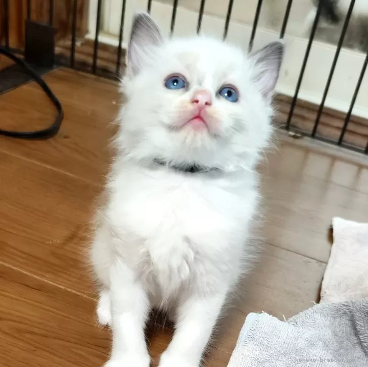 ID:2412-02289の子猫