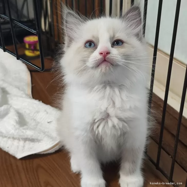 ID：2412-02280の子猫