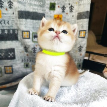 ブリティッシュショートヘア【三重県・男の子・2025年6月2日・ゴールデン シェル（ショートヘア）】の写真「丸々の男の子です😄」