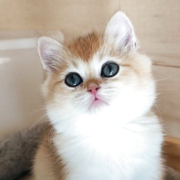 ブリティッシュショートヘア【三重県・女の子・2025年8月20日・ゴールデン シェル(ショート)】の写真「大人しい男の子です😊」