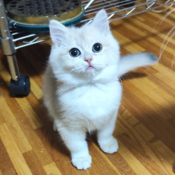 ブリティッシュショートヘア【三重県・男の子・2025年8月20日・ブルーゴールデン（ショート）】の写真「大人しい男の子です😊」