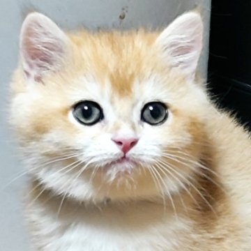 ブリティッシュショートヘア【三重県・男の子・2024年12月25日・チンチラゴールデン（ショートヘア）】の写真「大人しい男の子です👍😀」