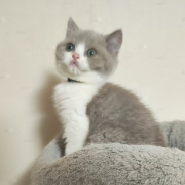 ブリティッシュショートヘア【三重県・男の子・2024年12月1日・ライラック&ホワイト（ショートヘア）】の写真「人気のライラック色です。まるまるフォルム😙👍」