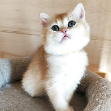 ブリティッシュショートヘア【三重県・女の子・2025年8月20日・ゴールデン シェル(ショート)】の写真「大人しい女の子です😊」