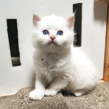 ラグドール【三重県・男の子・2025年11月23日・クリームポイントバイカラー（ロングヘア）】の写真「大人しい男の子です😊珍しい色合いですよ」