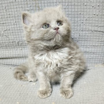 ブリティッシュショートヘア【三重県・男の子・2024年12月24日・ライラックスモーク（セミロング）】の写真「超レアカラーのライラックスモーク🥰」