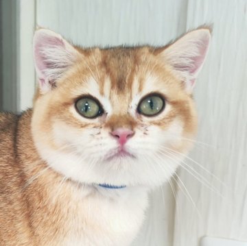 ブリティッシュショートヘア【三重県・男の子・2025年6月2日・ブラックゴールデン チンチラ（ショート）】の写真「お留守番も安心サイズ、甘えん坊の男の子🥰」