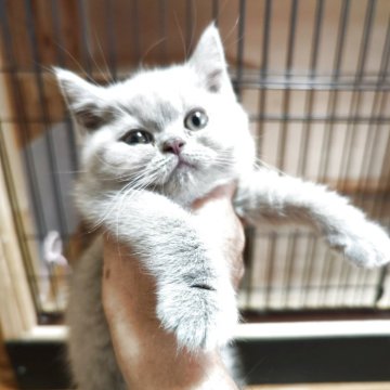 ブリティッシュショートヘア【三重県・男の子・2025年8月20日・ライラック（ショート）】の写真「エクボの可愛い男の子🥰バツグンの体型です」