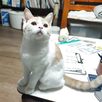 ブリティッシュショートヘア【三重県・男の子・2025年7月20日・クリームタビー&ホワイト（ショート）】の写真「甘えん坊の男の子🥰」