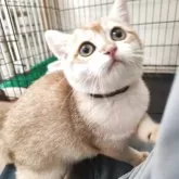 ブリティッシュショートヘア
