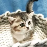 ブリティッシュショートヘア