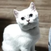 ブリティッシュショートヘア