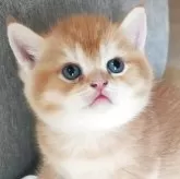 ブリティッシュショートヘア