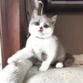 ブリティッシュショートヘア